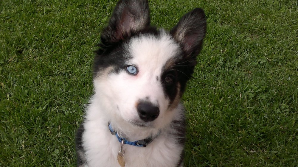 Bruno