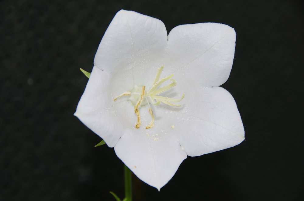Campanula