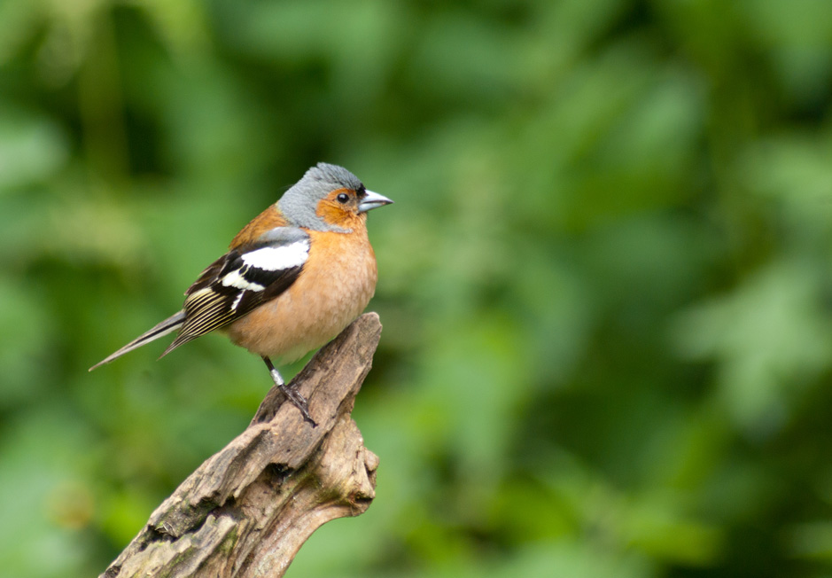 Chaffinch
