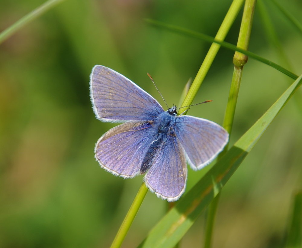 common blue