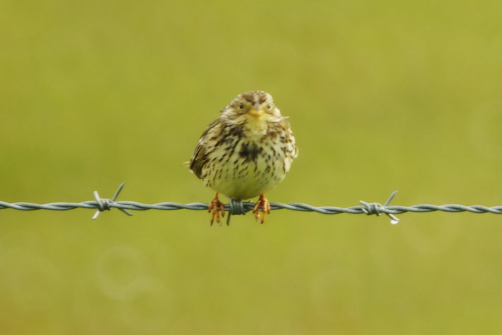 corn bunting