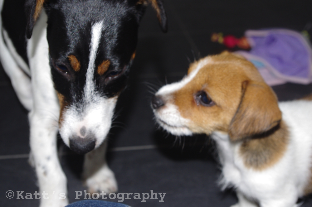 Daisy and Nellie
