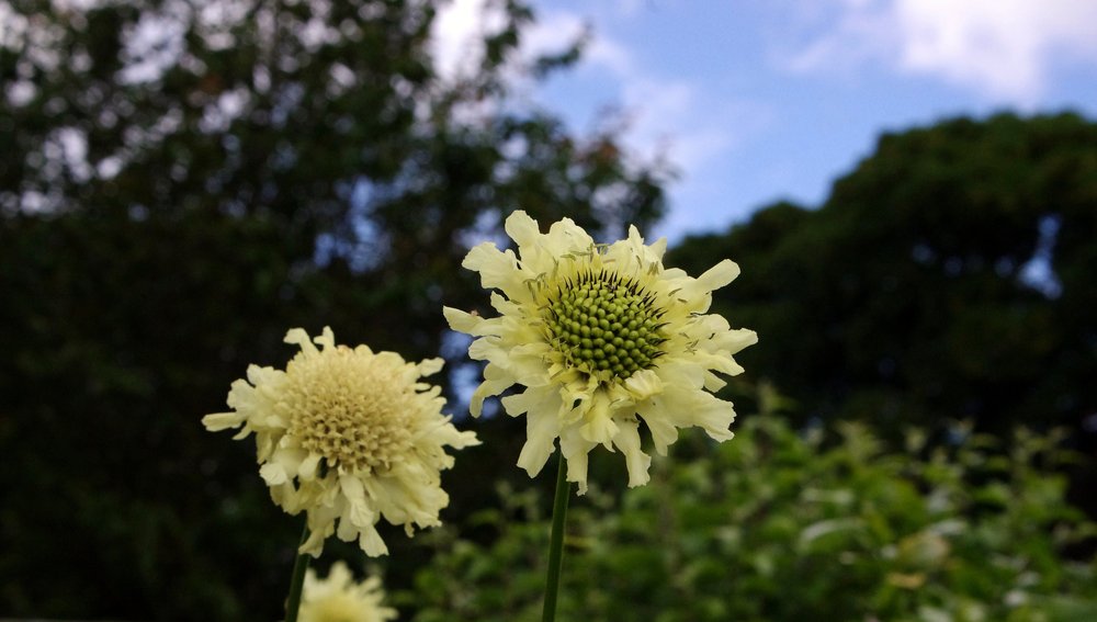 Giant Scabious,