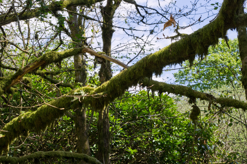 Hanging moss