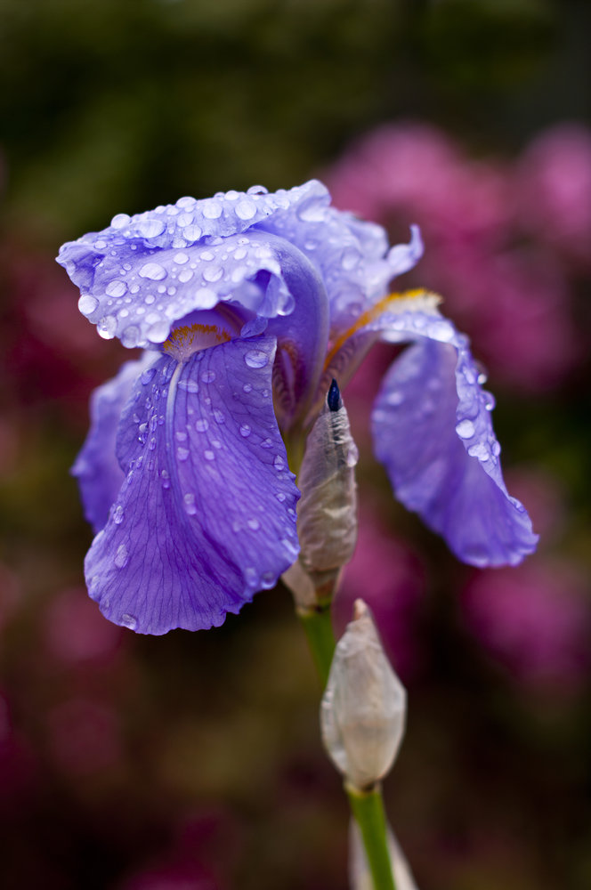 Iris after the rain