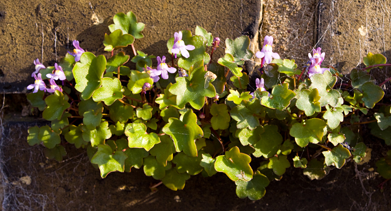 Ivy Leaved Toadflax