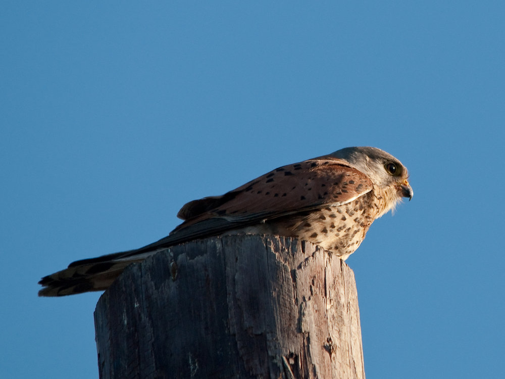 Kestrel