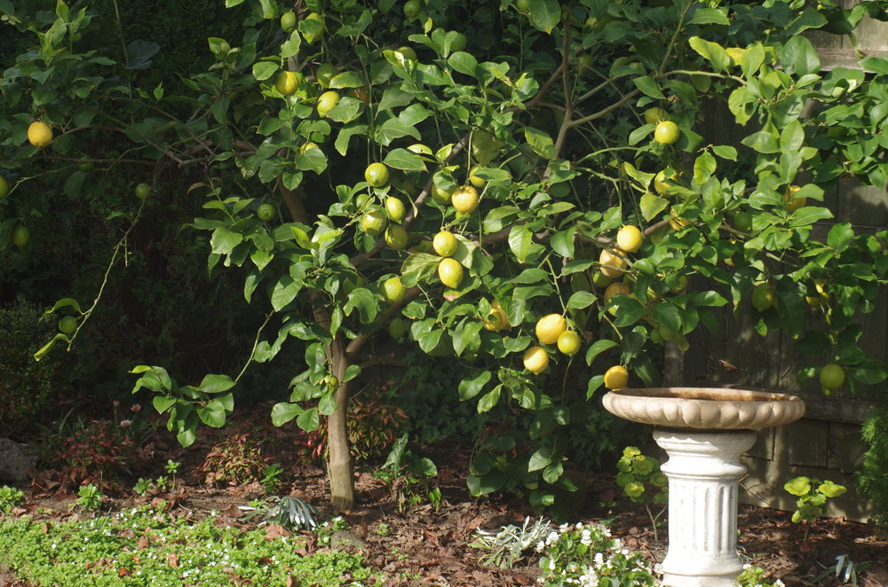 Lemon tree-Lemon tree