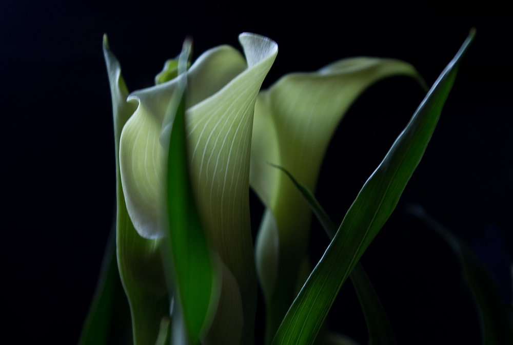 lily