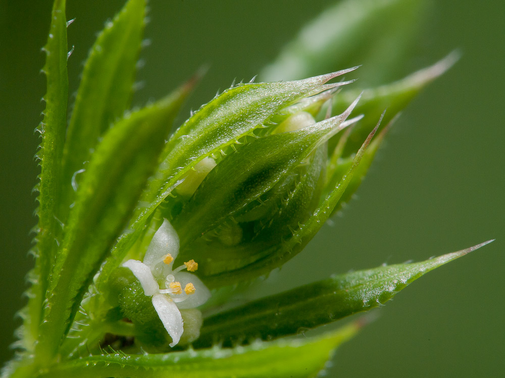 micro flower