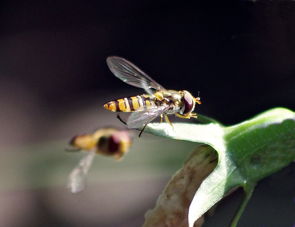 my first hoverfly