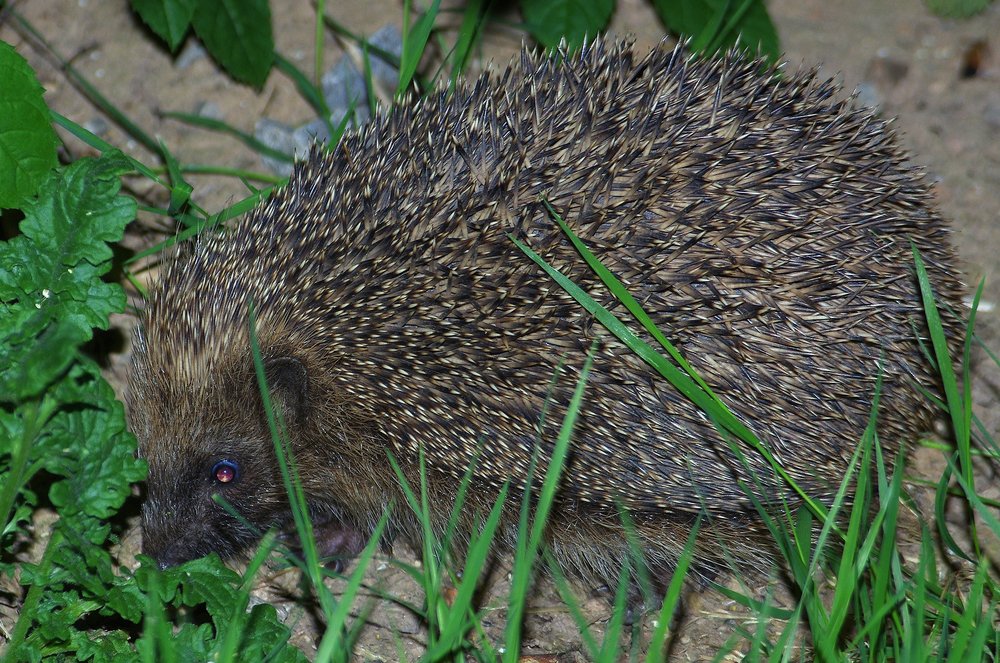 Night Time Visitor