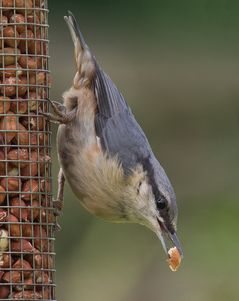 Nuthatch