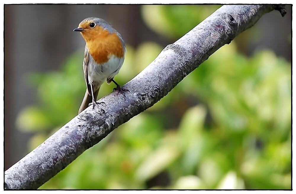 ROBIN