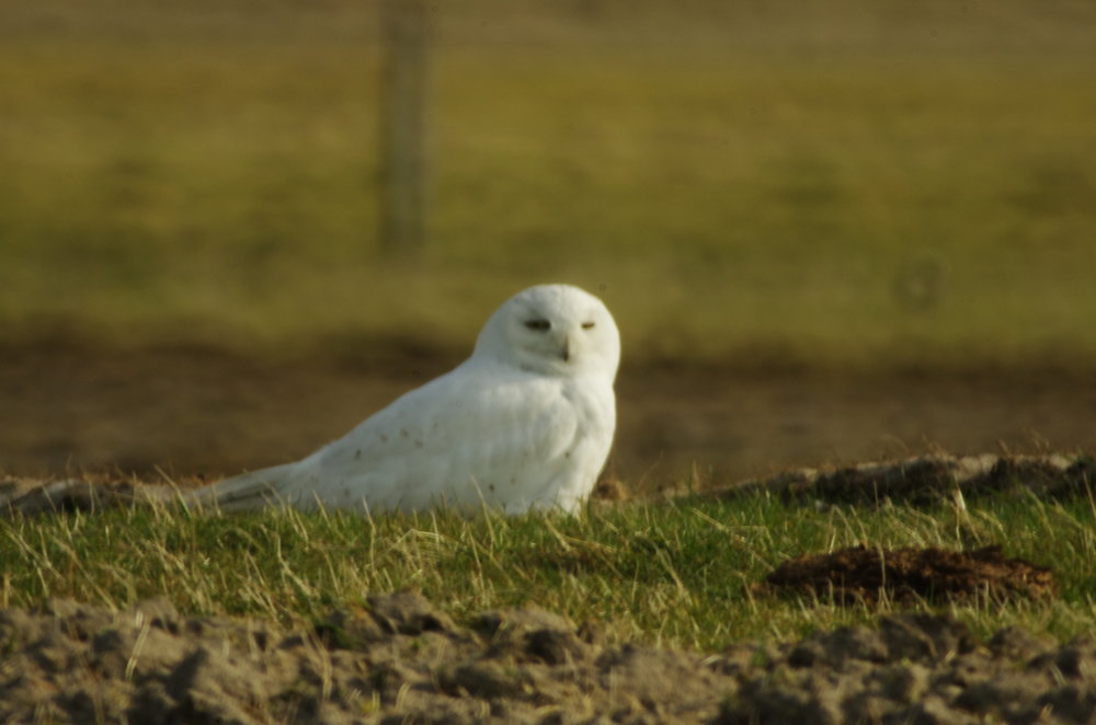 Snowy Owl on North Uist