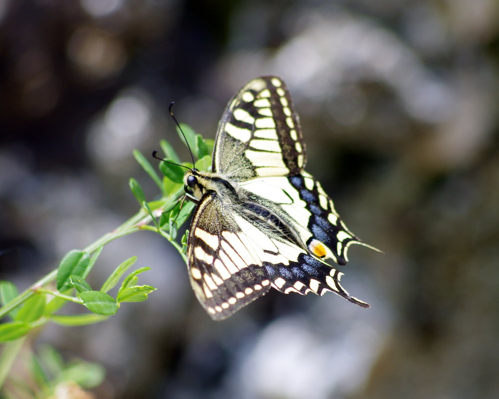 Swallowtail in Greece