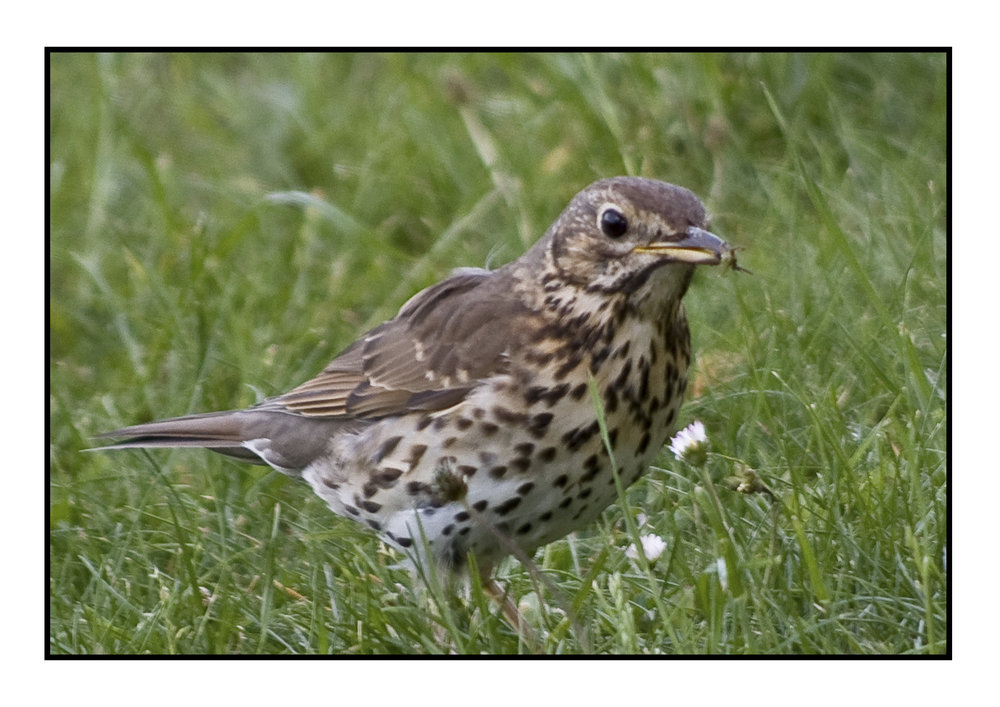 young thrush - I think?