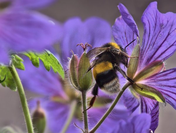 A Bee
