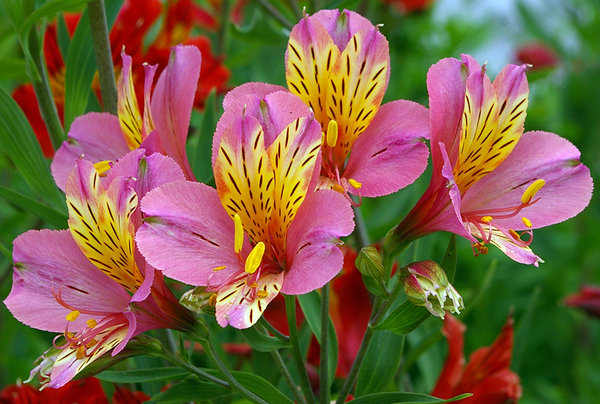 A flower a day
