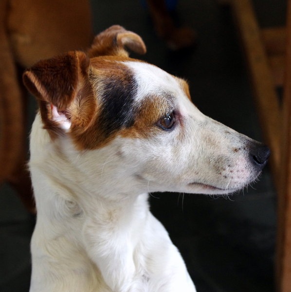 Amy The Jack Russell