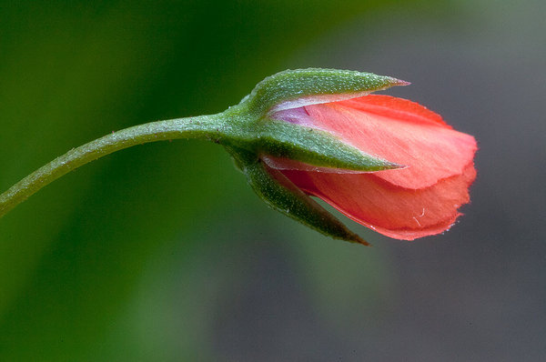 Anagallis arvensis