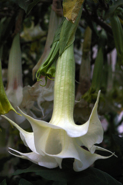 Angel's trumpet