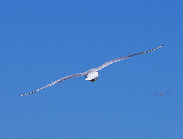 Another seagull