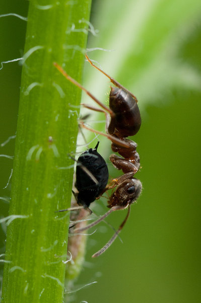 ant attack