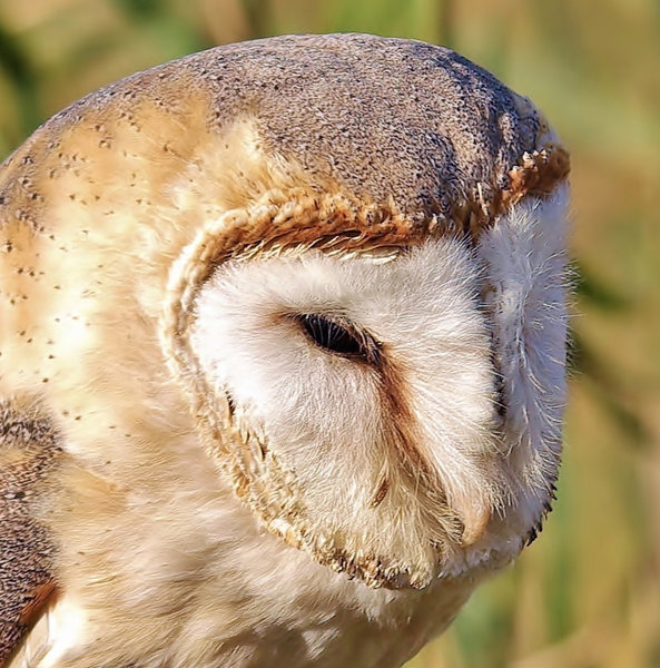 Barn Owl, just about my favourite Bird