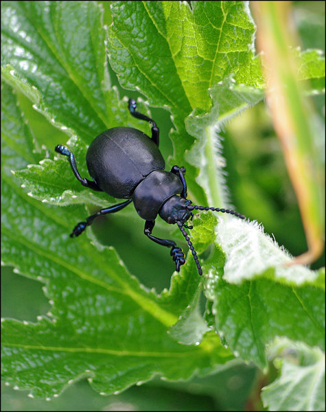 Beetle