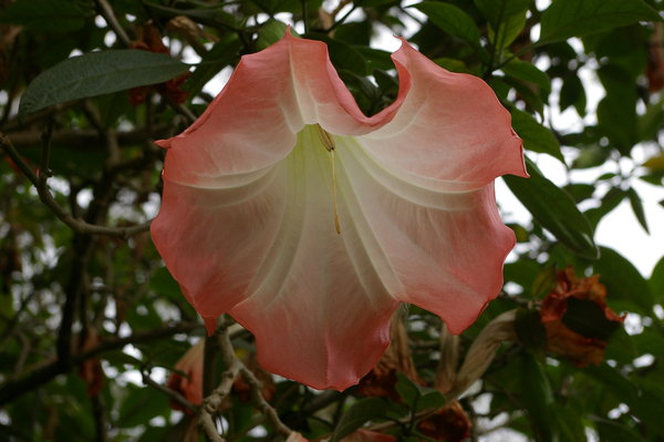 Bell bottom
