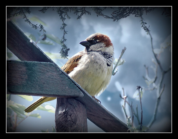 Bird in Blue