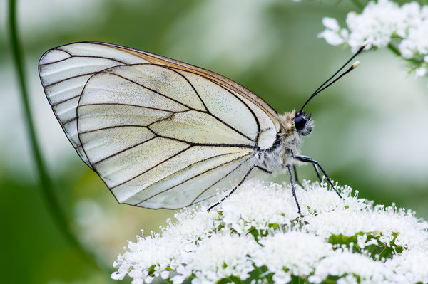 Black Veined White Butterfly