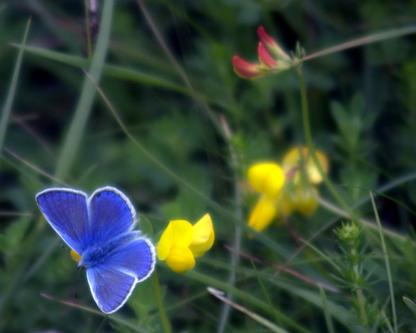 Blue