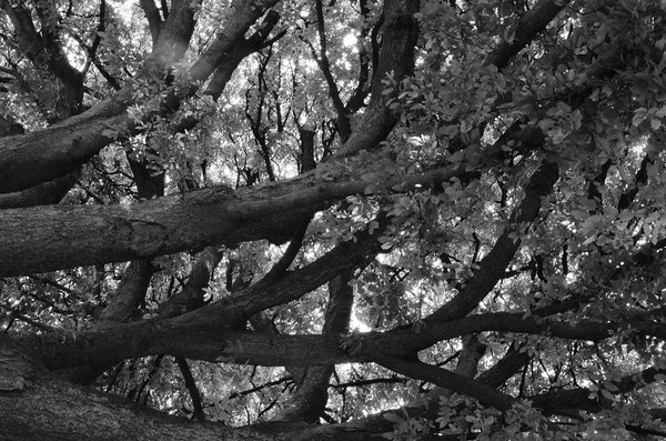 Branching Out!!!!