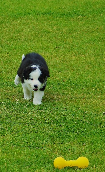 Bruno