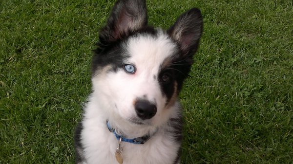 Bruno