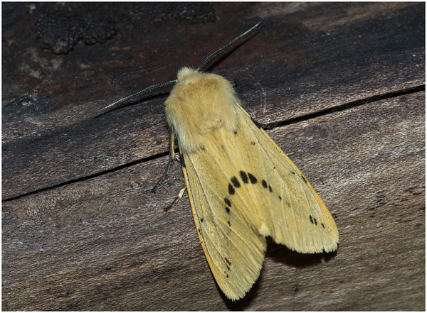 Buff Ermine