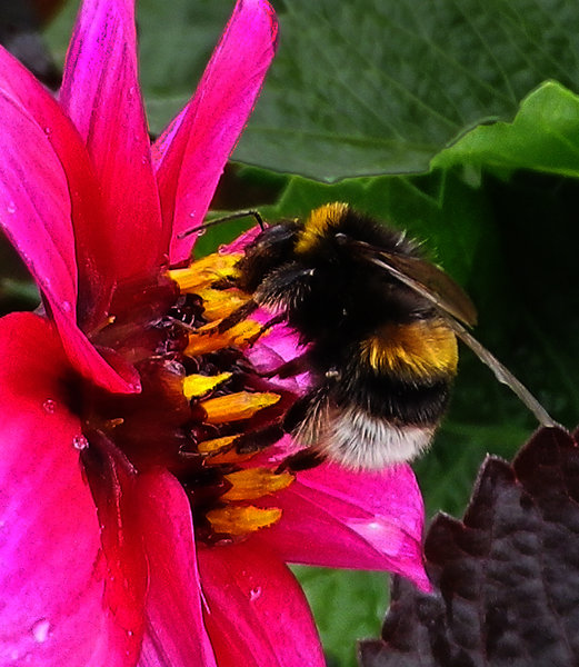 Busy Bee