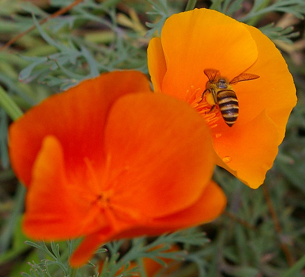 Buzzing around
