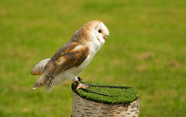 Captive barn Owl