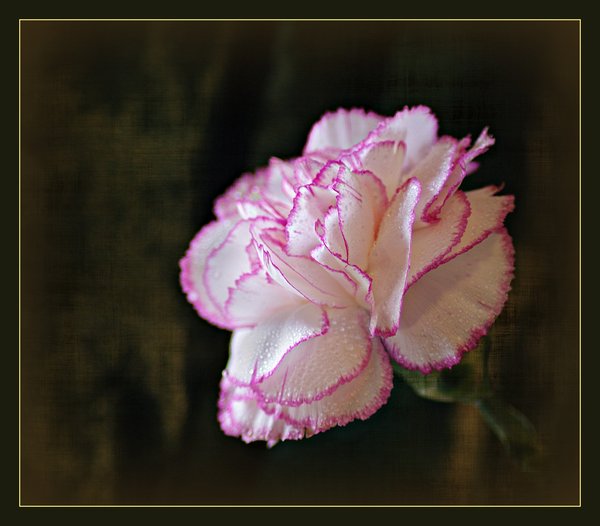Carnation