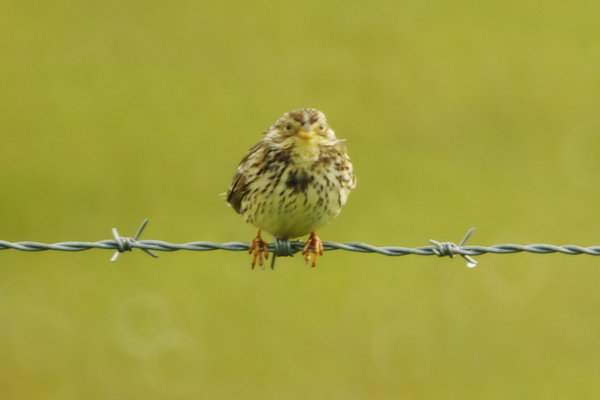 corn bunting
