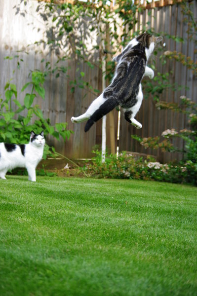 Crouching Cat...Hidden Dragon!