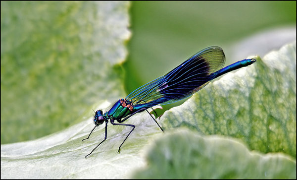 Damsel Fly