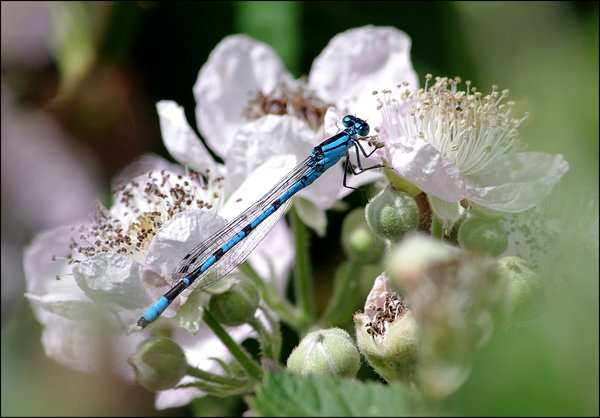 Damselfly On Blackberry blossom