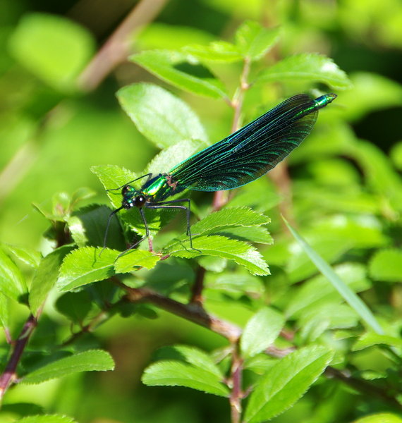 damselfly