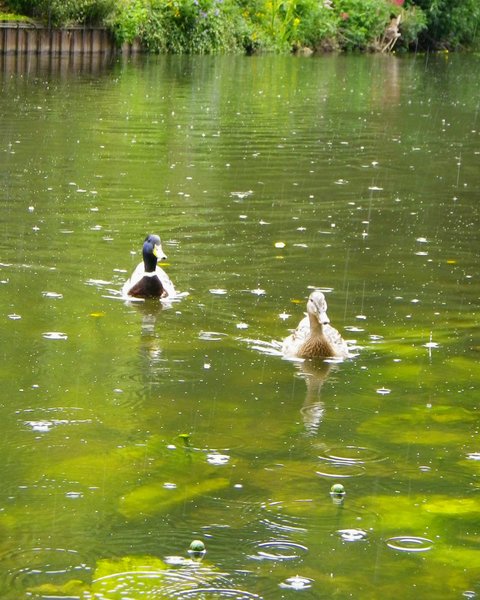 ducks in the rain