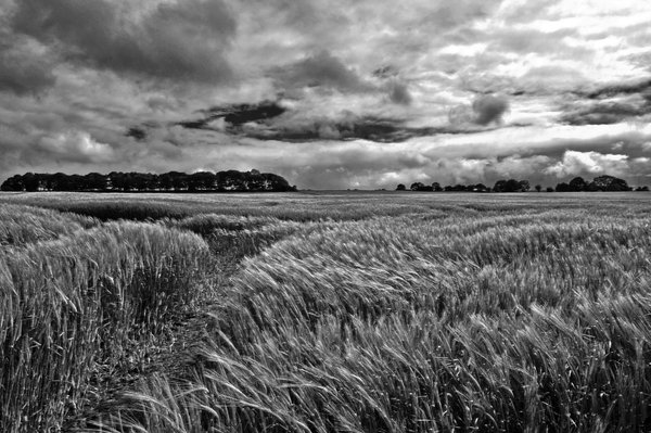 Field Mono