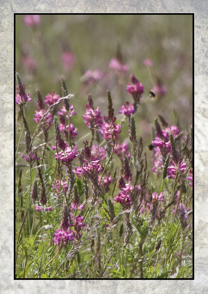 field of wildflowers